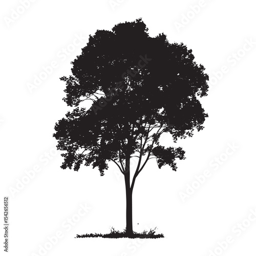 Hand Drawn Aspen Tree Silhouette Isolated