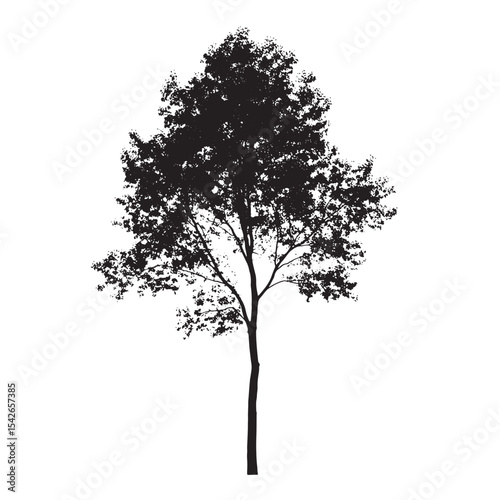 Inked Aspen Tree Silhouette Illustration