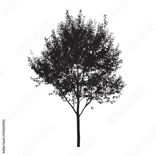 Line Art of Aspen Tree in Silhouette Form