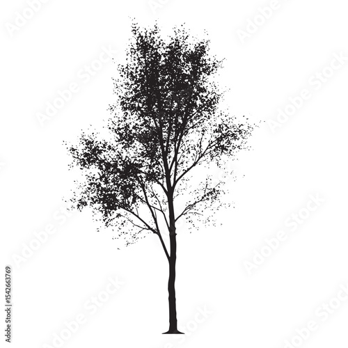 Natural Aspen Tree Silhouette in Vector Format