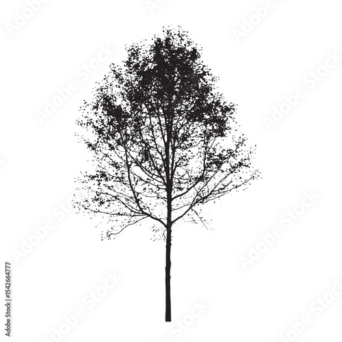 Plain Background Aspen Tree Silhouette Vecto
