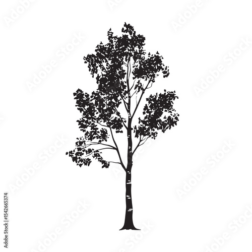 Silhouette Aspen Tree with Tall Trunk