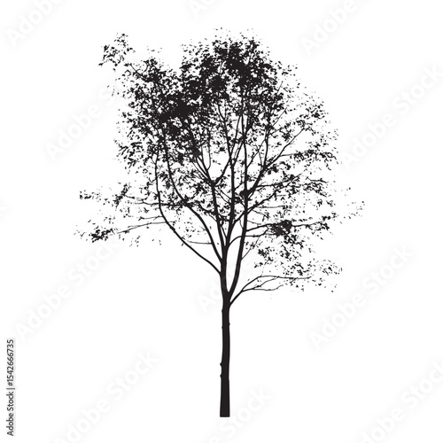 Silhouette of a Wild Aspen Tree Isolated
