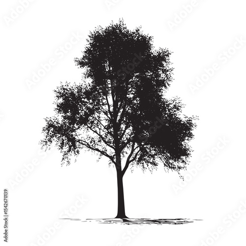 Soft Branch Aspen Tree Silhouette Vector