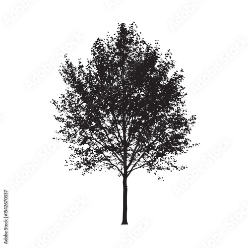 Standing Aspen Tree Silhouette Vector Art