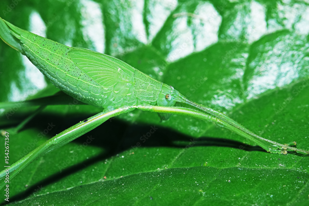 Obraz premium A grasshopper on green leaf