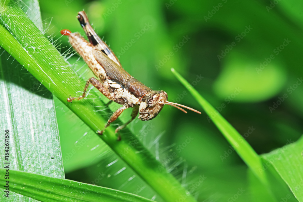 A grasshopper on green leaf A grasshopper on green leaf
