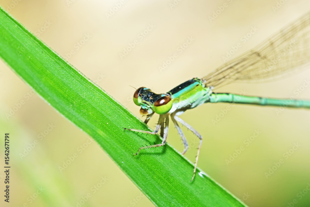 A dragonfly on green leaf A dragonfly on green leaf