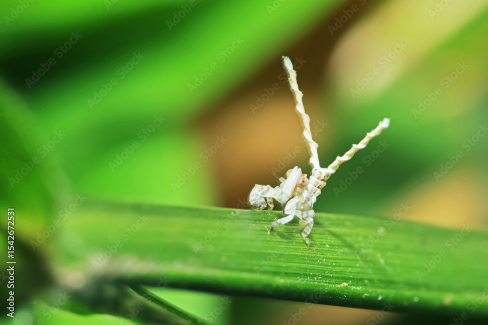 Fototapeta premium A aphid on green leaf