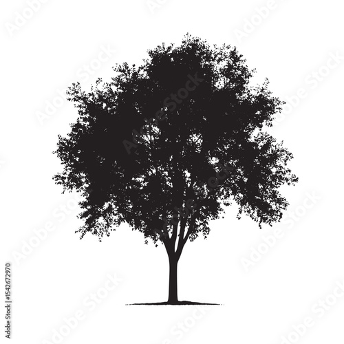 Tree Vector Aspen Tree Silhouette on White