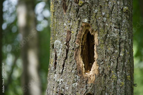 The textured bark of a tree shows a woodpecker hole, standing out from the blurry forest.