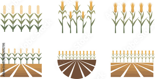 Corn field vector illustration agriculture farm harvest maize plant organic grain crop farming season 100 editable stock vector illustration
