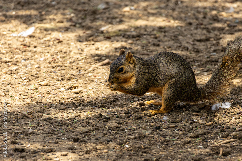 Obraz premium squirrel eating nut