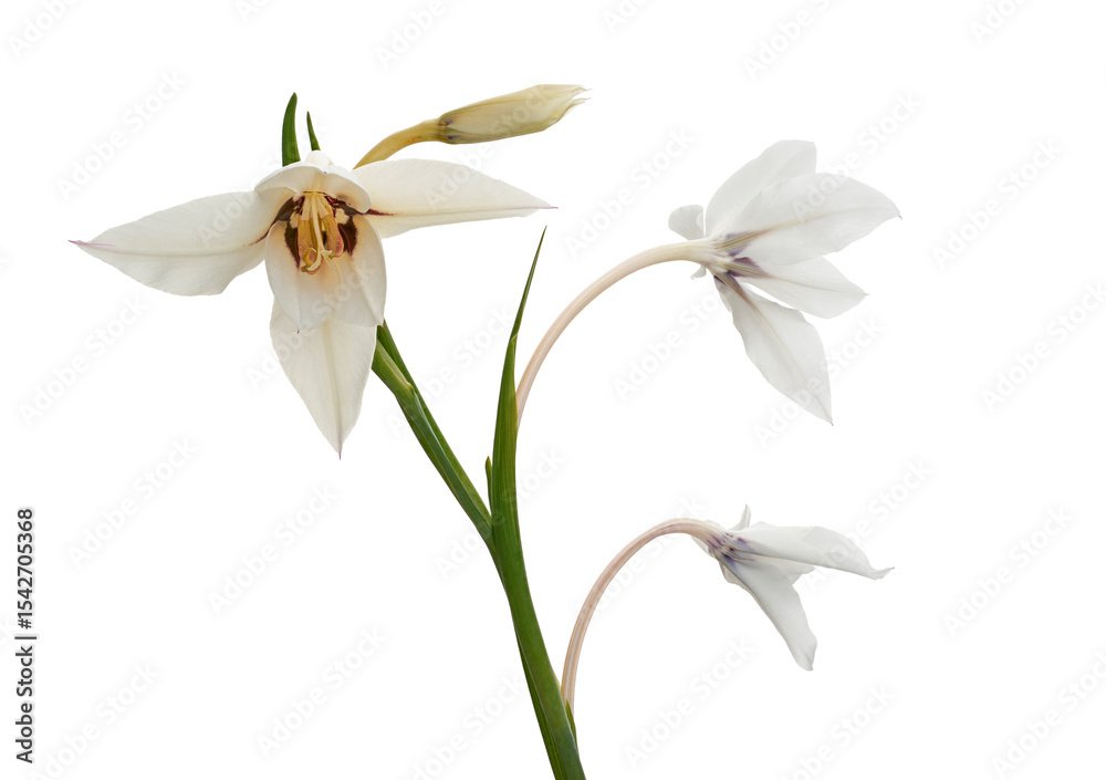 Naklejka premium Gladiolus flowers, White gladiolus blooming on branch isolated on white background, with clipping path 