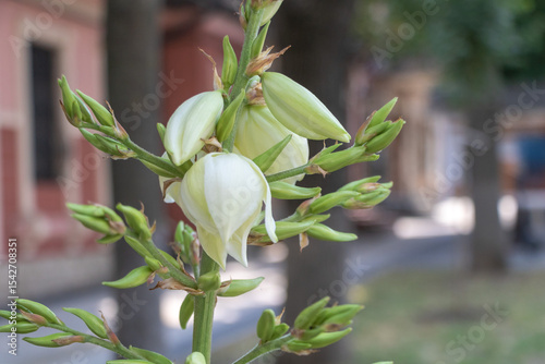 A close-up of the white yucca flower in full bloom, with green buds and leaves growing on an outdoor street corner in front of old buildings