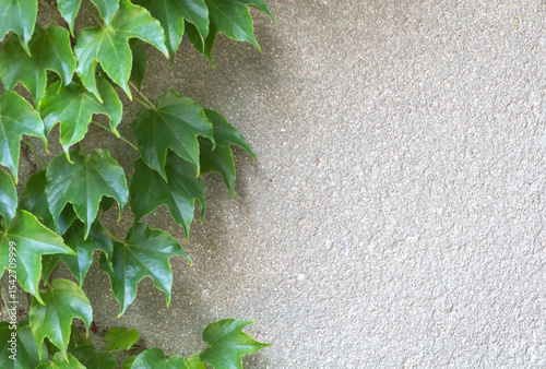 Green ivy leaves on a concrete wall background, with ample copy space for text.