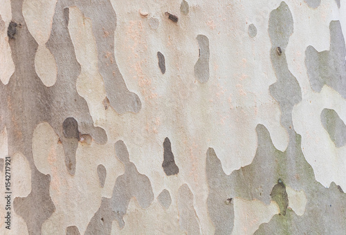 A close-up of the camouflage pattern on an maple tree trunk, showcasing its unique texture and color palette.