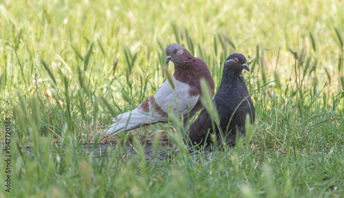 Two pigeons in the grass, one brown and white with a black head, the other dark grey, in natural daylight