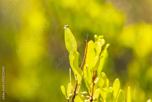 Un minúsculo insecto en la punta de la hoja
