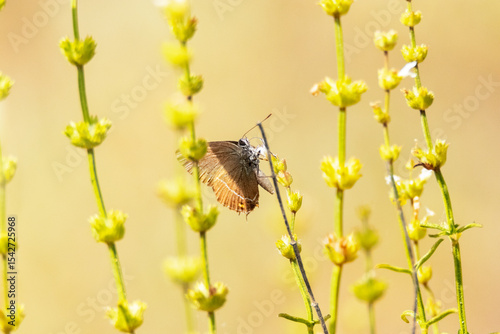 Una mariposa posada entre el sol y la sombra
