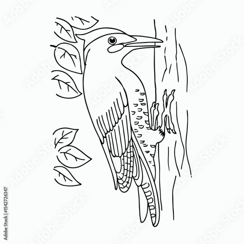 woodpecker vector illustrations. simple drawing. color. outline