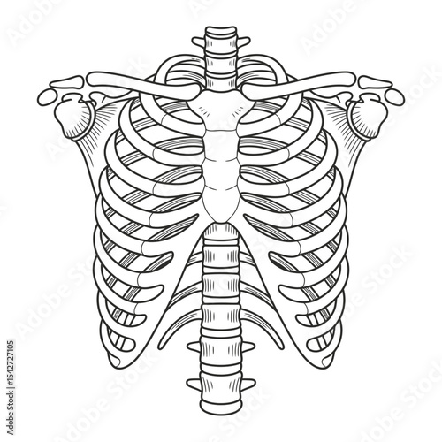 Human Rib Cage Skeleton Anatomy Illustration in Black and White