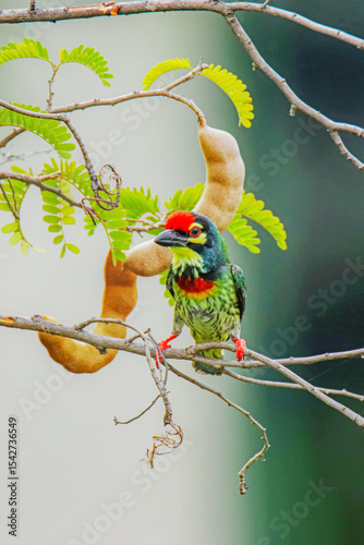 The coppersmith barbet on a branch in nature