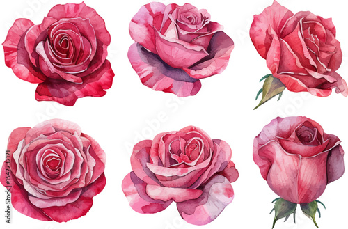set of pink roses