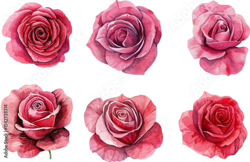 set of pink roses