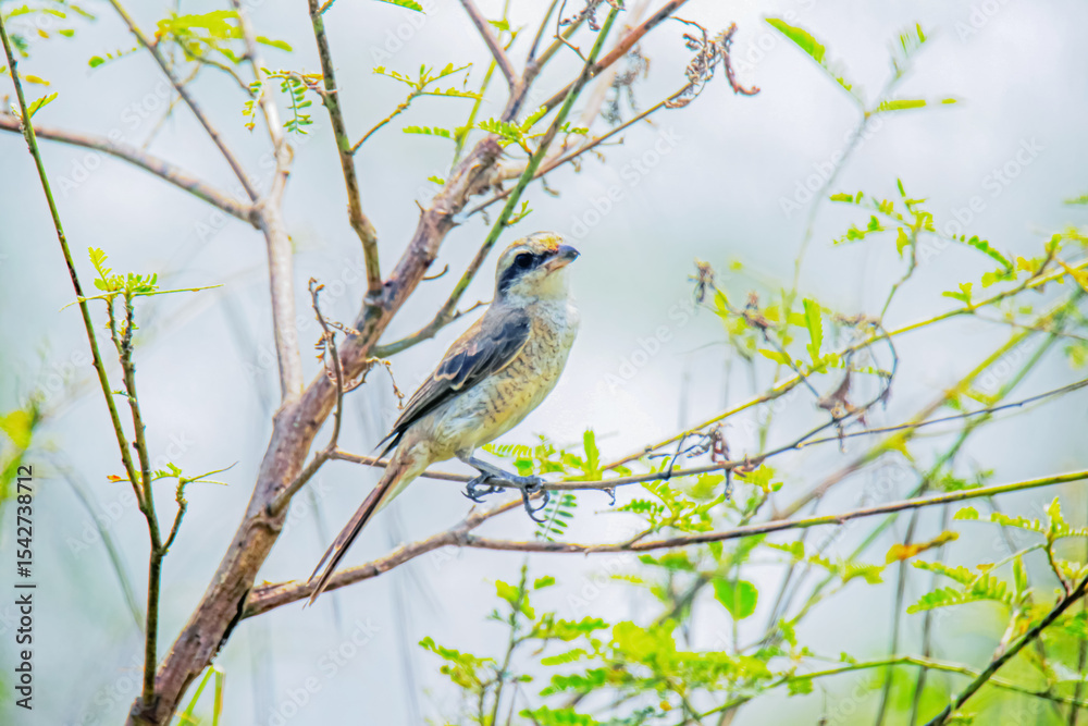 Obraz premium The Shrikes on a branch