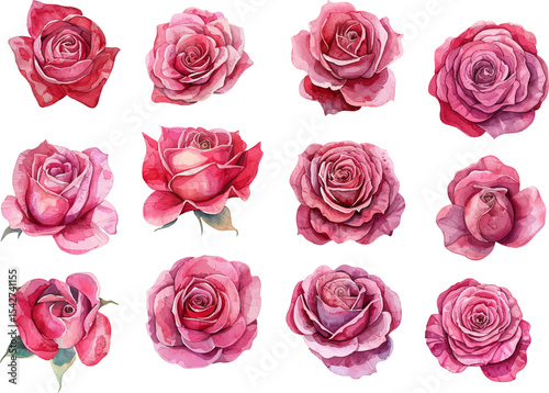 set of roses