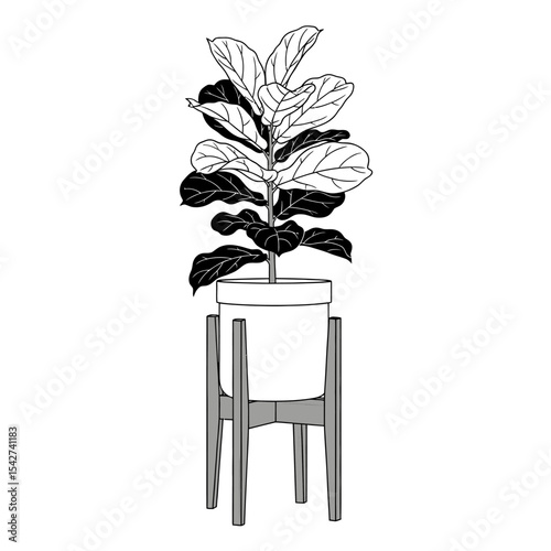 Fiddle leaf fig plant in pot isolated on white background