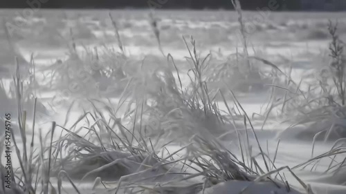 Snowy field with dried grass ground covered in snow