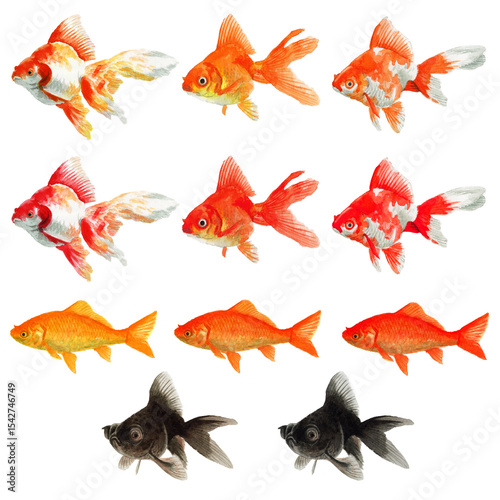 アナログ水彩いろいろな金魚