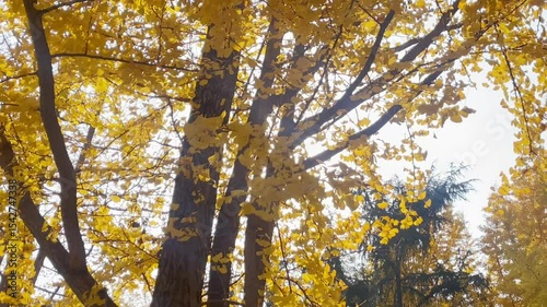 Ginkgo trees turn golden in autumn