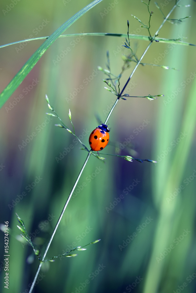 ladybug ladybug