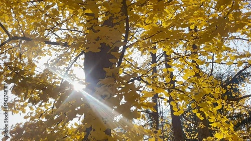 Ginkgo trees turn golden in autumn