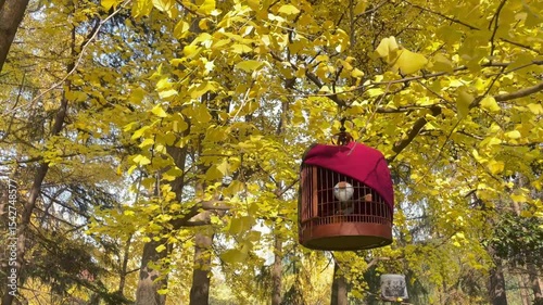 Ginkgo trees turn golden in autumn
