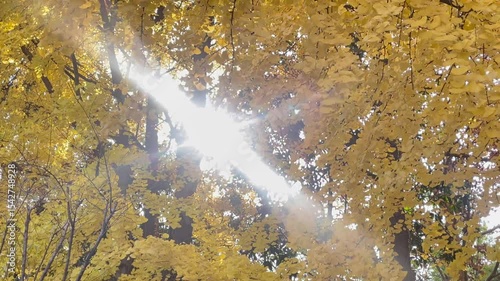 Ginkgo trees turn golden in autumn