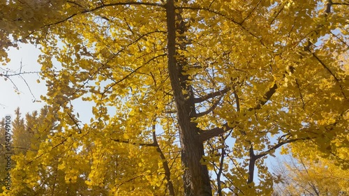 Ginkgo trees turn golden in autumn