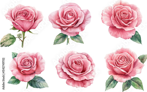 set of roses vector illustration