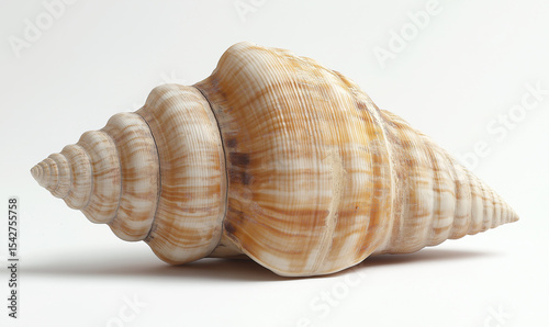 Close - up of a single conch, with clear texture and natural color, showing the delicate form of marine creatures, suitable for decoration and design materials.