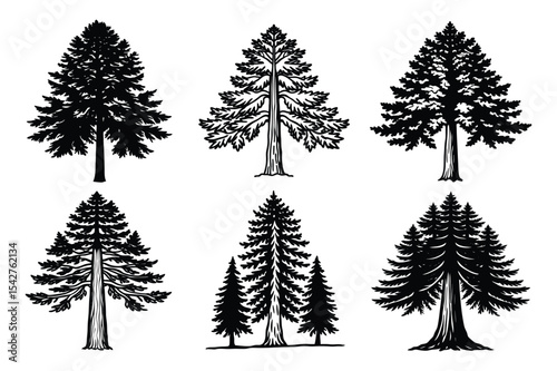 Set of redwood tree front view vector illustration on white background.
