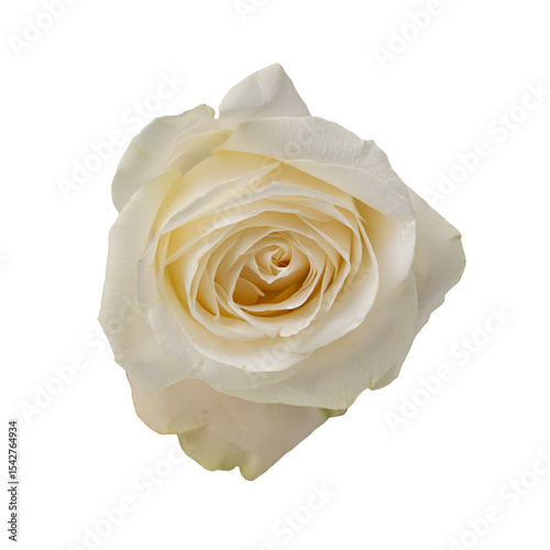 High Quality PNG of white rose bloom isolated on white background.