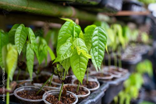 Young Cacao Plants in Nursery