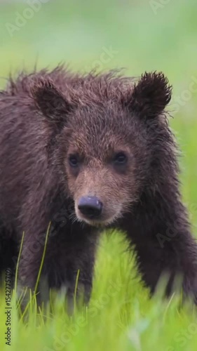 brown bear cub