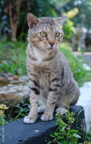 Canvas Print Old stray tabby cat with rugged fur and piercing eyes sits proudly on a stone edge, surrounded by grass and plants, exuding resilience and wild charm in the morning light
