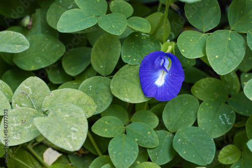 Blue asian pigeonwings (Clitoria ternatea) flower