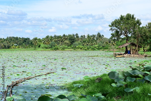 Tropical Lotus Pond with Bamboo Path and Wooden Hut – Serene Rural Landscape Under Blue Sky