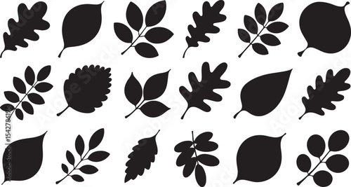 Assorted Autumn Leaves Vector Silhouettes Collection on Transparent Surface